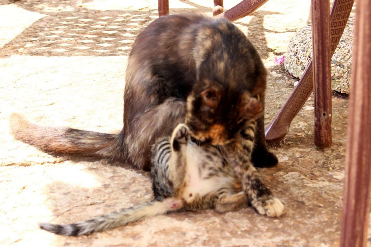 Trullo Madia E Dimora Giorgio Holiday home Ceglie Messapica